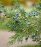 Gin Fizz® Juniper blue berry clusters