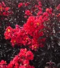 Center Stage® Red Crape Myrtle flower close up