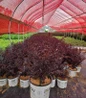 Center Stage® Red Crape Myrtle in #3 pot