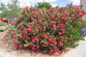 Austin Pretty Limits® Oleander Flowers and foliage