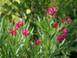Austin Pretty Limits® Oleander is blooming