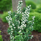 Illuminati Tower® Mock Orange Flowers and foliage