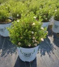Happy Face Hearts® Cinquefoil #2 pot nursery pot