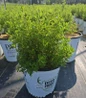 Happy Face® Pink Paradise Cinquefoil #2 nurssery pot