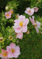 Happy Face® Pink Paradise Potentilla bush foliage