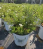 Happy Face® White Cinquefoil #2 nursery pot
