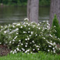 Happy Face® White Potentilla Growing Under Trees 1