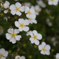Happy Face® White Potentilla Flowers and Foliage 1
