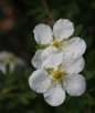 Happy Face® White Potentilla Bloom Close Up 1