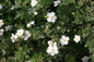 Happy Face® White Potentilla Leaves and Branches With Flowers 1