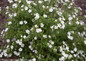 Happy Face® White Potentilla flowers blooming 1