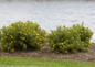 Happy Face® Yellow Potentilla in garden planter