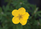 Happy Face® Yellow Potentilla flower