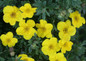 Happy Face® Yellow Potentilla flower and leaves