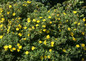 Happy Face® Yellow Potentilla flower is blooming