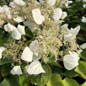 Flirty Girl False Hydrangea Vine flower close-up