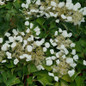 Flirty Girl™ False Hydrangea-Vine flowers