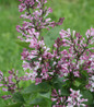 Baby Kim Lilac fragrant spring blooms