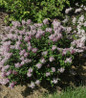 Baby Kim Lilac blooming landscape shrub