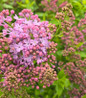 Scentara Pura Lilac spring blossom display