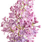 Scentara Pura® Lilac flower petals