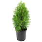 Leyland Cypress in a nursery container