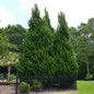 Leyland Cypress growing in the Sunlight