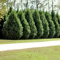 Leyland Cypress growing in landscaping