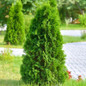 Leyland Cypress Leaves In the Garden