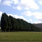 Leyland Cypress Windbreak in Field