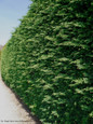 Leyland Cypress Trimmed Hedge