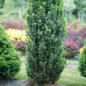 Stonehenge® Yew foliage