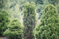 Stonehenge® Yew foliage in the garden