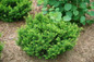 Stonehenge Dark Druid® Yew shrubs