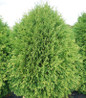 Cheer Drops Arborvitae full plant view