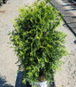 Cheer Drops Arborvitae #2 container