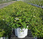 Steady Eddy® Doublefile Viburnum in pot