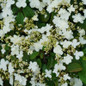 Steady Eddy™ Viburnum flowers closeup