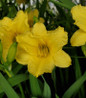 Happy Returns Daylily bright yellow blossoms
