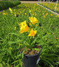Happy Returns Daylily #1 pot