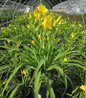 Happy Returns Daylily #2 pot