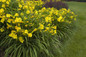 Happy Returns Daylily flowering in the garden