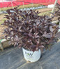 Midnight Wine Shine® Weigela in pot
