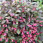 Midnight Wine Shine™ Weigela flowers and leaves