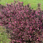 Very Fine Wine™ Weigela  shrub hedge blooming