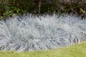 Intense Blue fescue landscape border