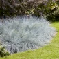 Intense Blue fescue garden planting