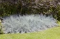 Intense Blue fescue along lawn