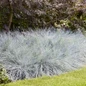Intense Blue fescue garden border.jpg