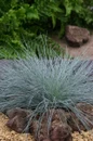 Intense Blue fescue grass close-up